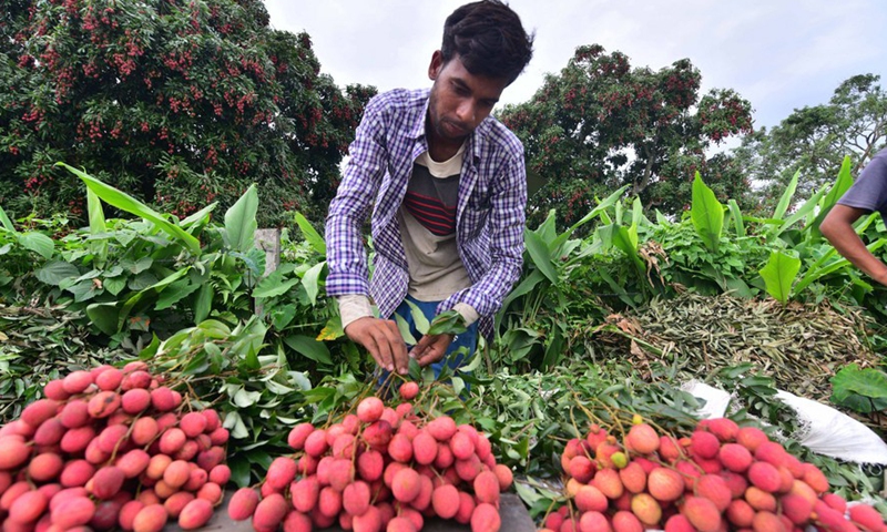 A farmer arranges newly-harvested litchi in an orchard in Sonitpur district of India's northeastern state of Assam, June 12, 2022.Photo:Xinhua