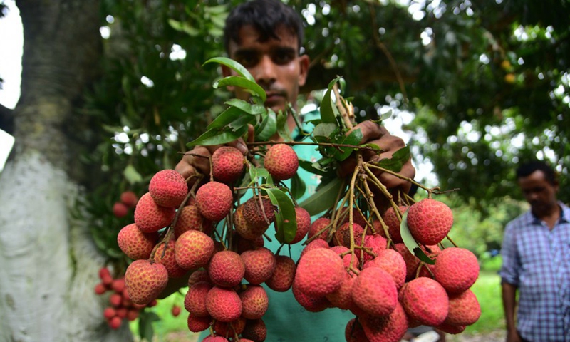 A farmer shows litchi during harvesting in an orchard in Sonitpur district of India's northeastern state of Assam, June 12, 2022.Photo:Xinhua