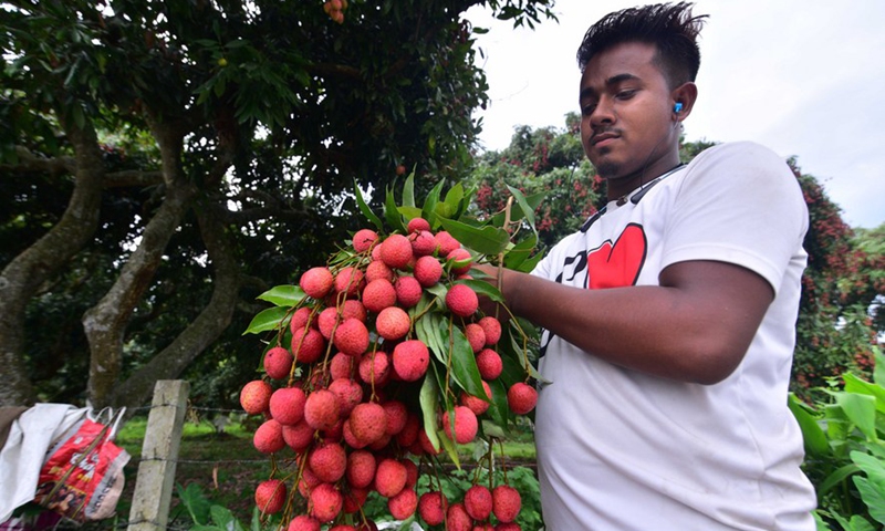 A farmer shows litchi during harvesting in an orchard in Sonitpur district of India's northeastern state of Assam, June 12, 2022.Photo:Xinhua