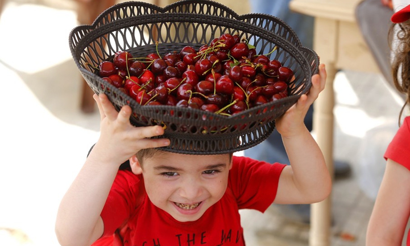 A boy carries a basket with cherries at the Hammana Cherry Festival in the village of Hammana, Mount Lebanon Governorate, Lebanon, on June 12, 2022.(Photo: Xinhua)