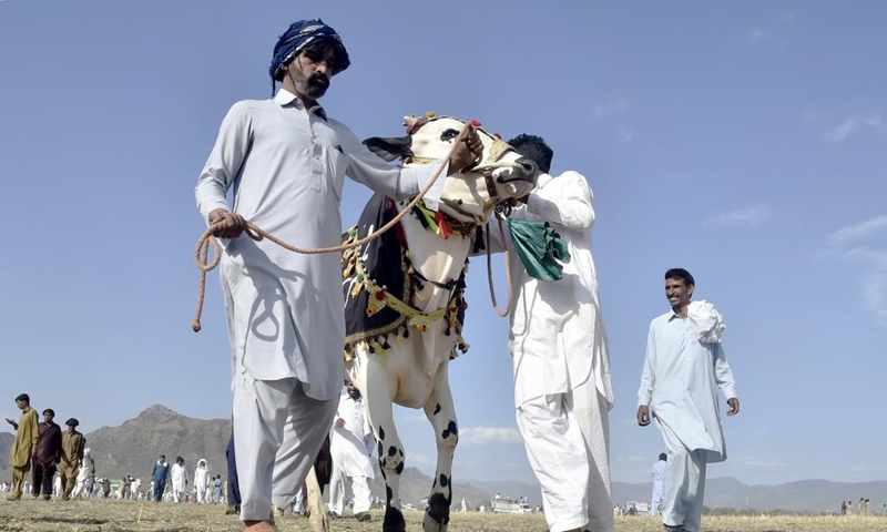 Farmers arrive with a bull for a traditional bull race on the outskirts of Haripur in Pakistan's northwestern Khyber Pakhtunkhwa province, June 18, 2022.(Photo: Xinhua)