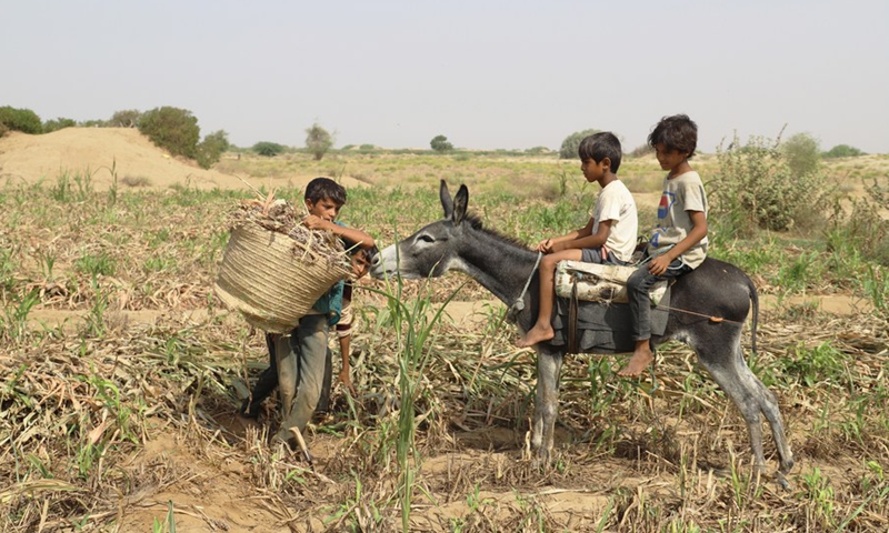 Children help their family harvest sorghum in the Midi district of Hajjah province, northern Yemen on June 19, 2022.(Photo: Xinhua)