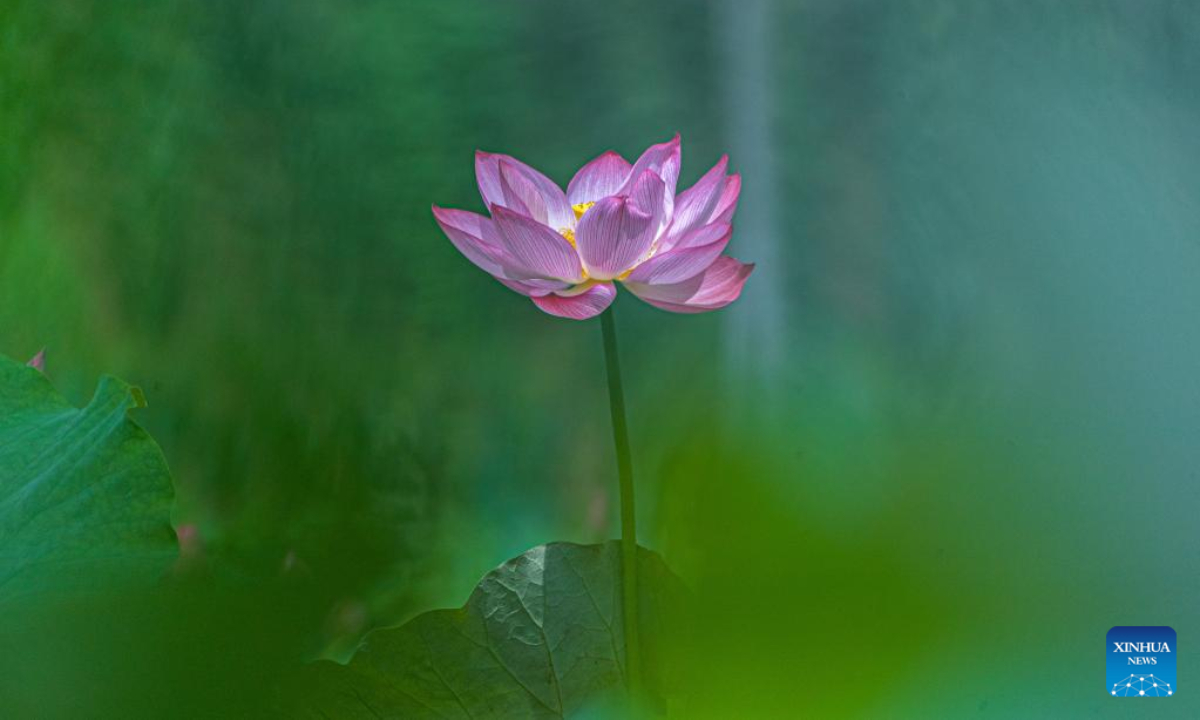 Photo taken on June 16, 2022 shows a lotus flower in Zhongiiang Village of Daguan Town in Nanchuan District, southwest China's Chongqing Municipality. Photo:Xinhua