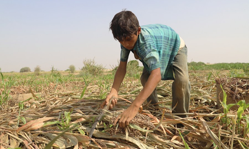 A child helps his family harvest sorghum in the Midi district of Hajjah province, northern Yemen on June 19, 2022.(Photo: Xinhua)