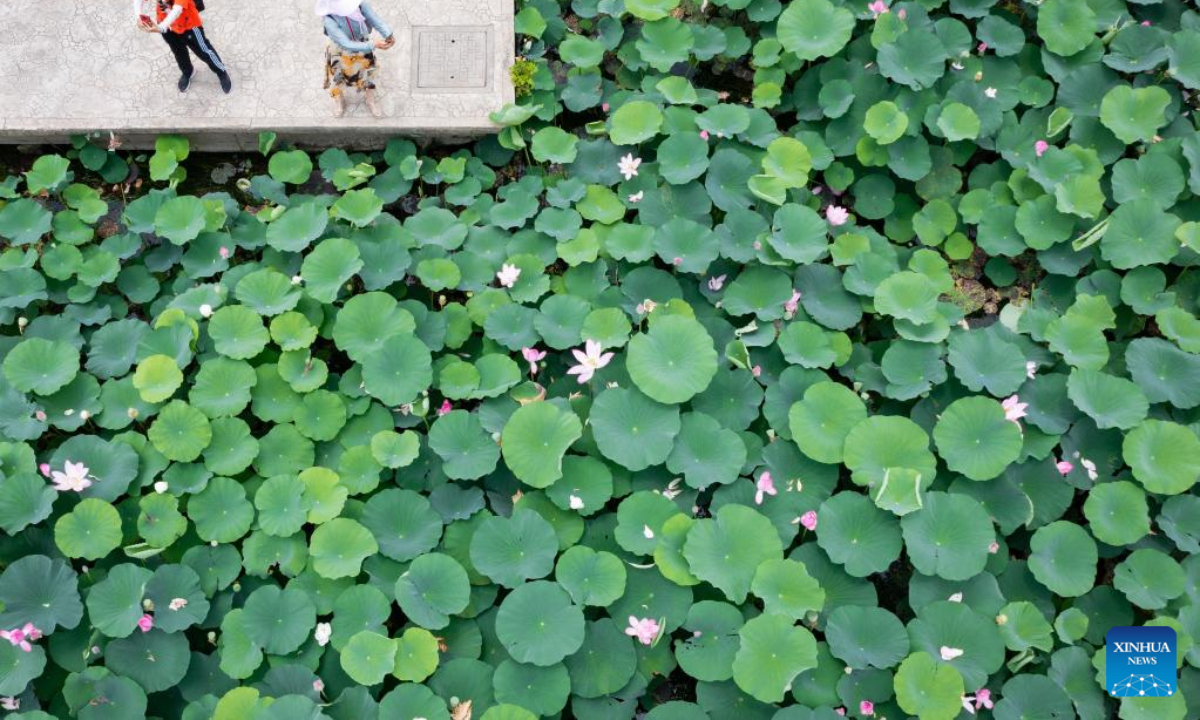 Aerial photo taken on June 21, 2022 shows tourists taking photos of lotus flowers in the Xuanwu Lake Park in Nanjing, east China's Jiangsu Province. Photo:Xinhua