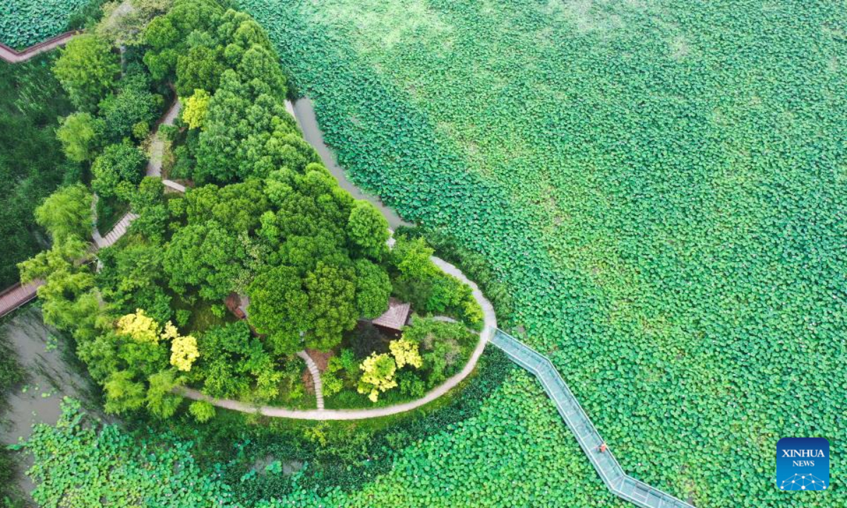 Aerial photo taken on June 20, 2022 shows lotus flowers in Mingyue Lake park in Yangzhou, east China's Jiangsu Province. Photo:Xinhua