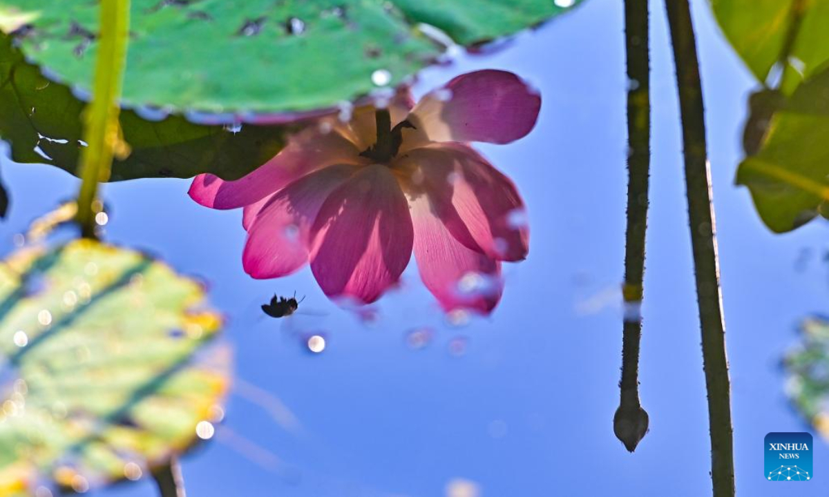 Photo taken on June 19, 2022 shows the reflection of a lotus flower in Nanyang River scenic spot in Qingzhou, east China's Shandong Province. Photo:Xinhua