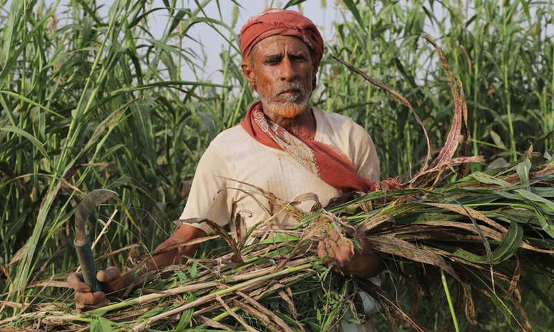 A Yemeni man holds a bundle of sorghum in the Midi district of Hajjah province, northern Yemen on June 19, 2022.(Photo: Xinhua)