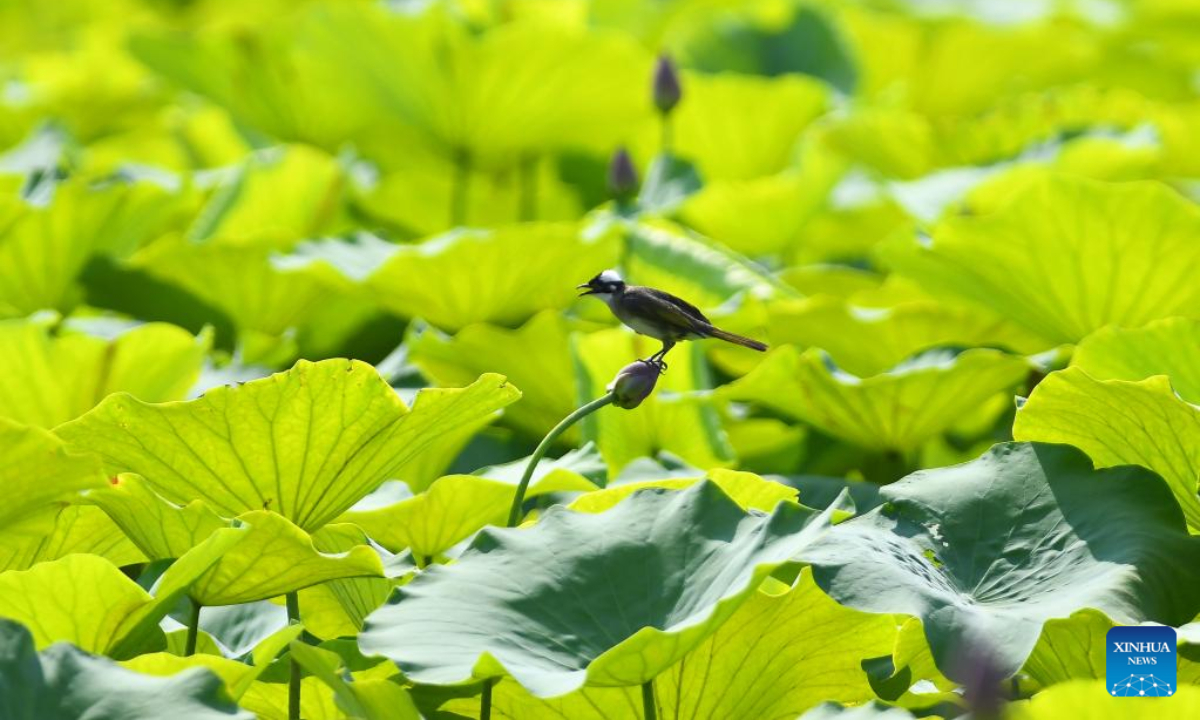 A bird stops on a lotus bud at Longquan Square in Tengzhou, east China's Shandong Province, June 19, 2022. Photo:Xinhua