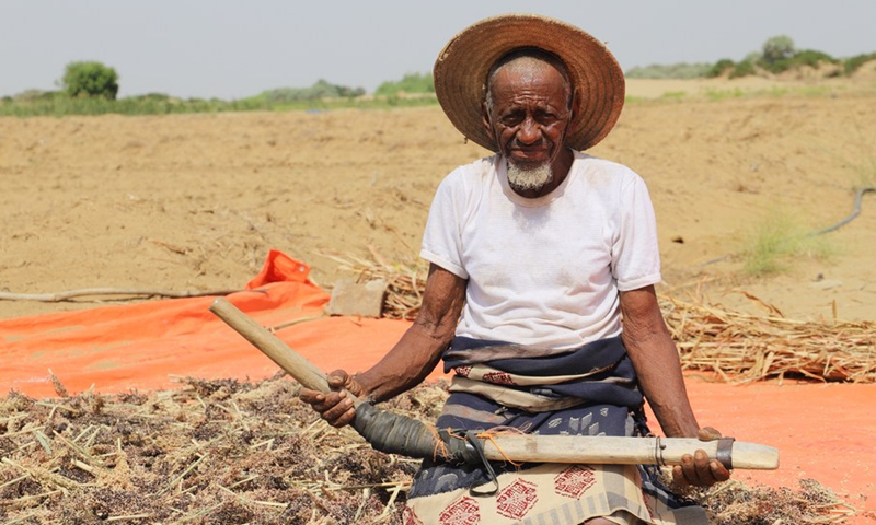 A Yemeni man uses a traditional agricultural tool to extract the kernels of sorghum in the Midi district of Hajjah province, northern Yemen on June 19, 2022.(Photo: Xinhua)