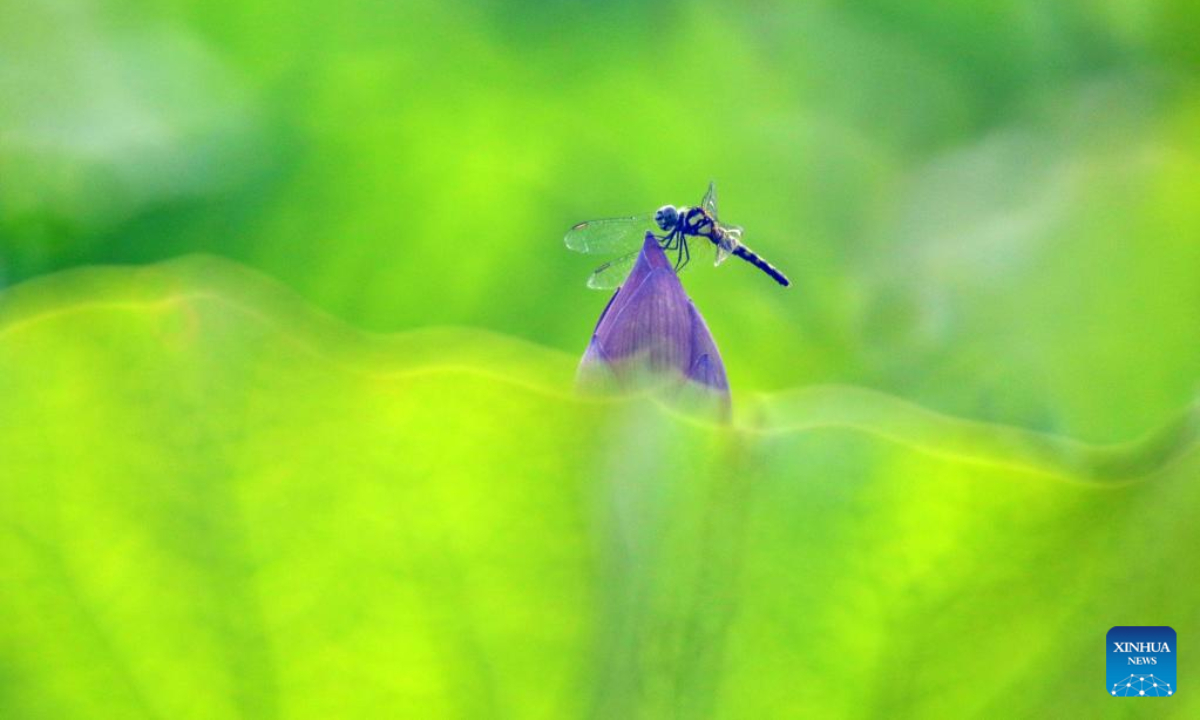 A dragonfly rests on a lotus bud in Longshan County of Xiangxi Tujia and Miao Autonomous Prefecture, central China's Hunan Province, June 16, 2022. Photo:Xinhua