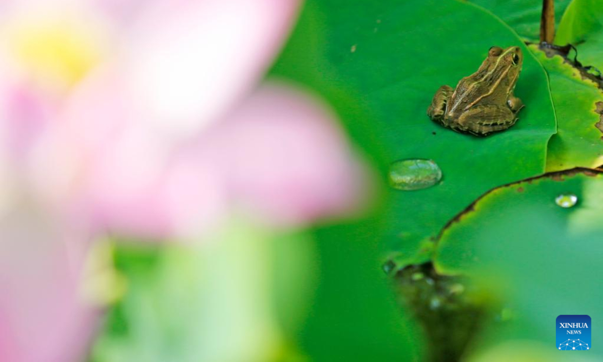 A frog rests on a lotus leaf in Xiangfen County of Linfen, north China's Shanxi Province, June 23, 2022. Photo:Xinhua