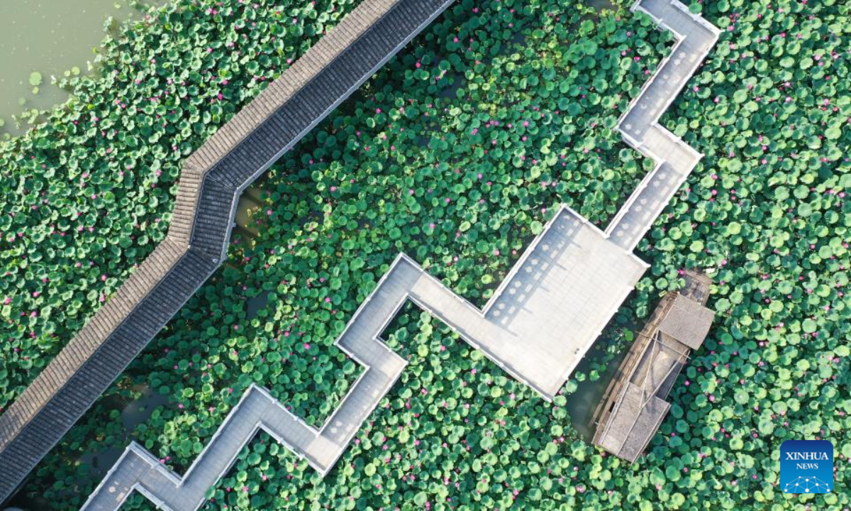 Aerial photo taken on June 21, 2022 shows lotus flowers in the Slender West Lake scenic spot in Yangzhou, east China's Jiangsu Province. Photo:Xinhua