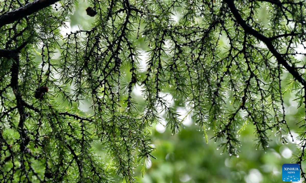 Photo taken on June 24, 2022 shows the scenery of the Arxan National Forest Park, north China's Inner Mongolia Autonomous Region. Photo:Xinhua