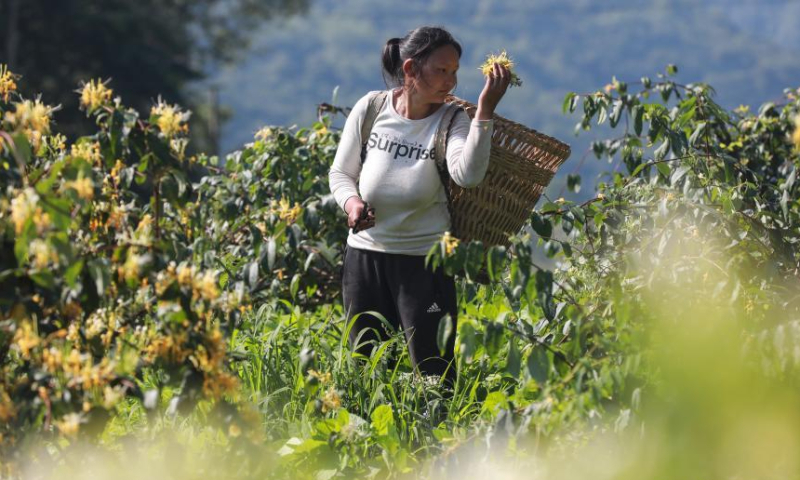 Villagers harvest honeysuckle at a plantation base in Suiyang county, Zhuyi city, southwest China's Guizhou Province, July 6, 2022. (Photo: China News Service/Qu Honglun)