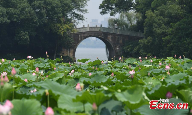 A wide range of lotus flowers are in full bloom in Quyuan Garder(Crooked Courtyard), a scenic spot on the edge of West Lake in Hangzhou, east China's Zhejiang Province. (Photo: China News Service/Wang Gang)