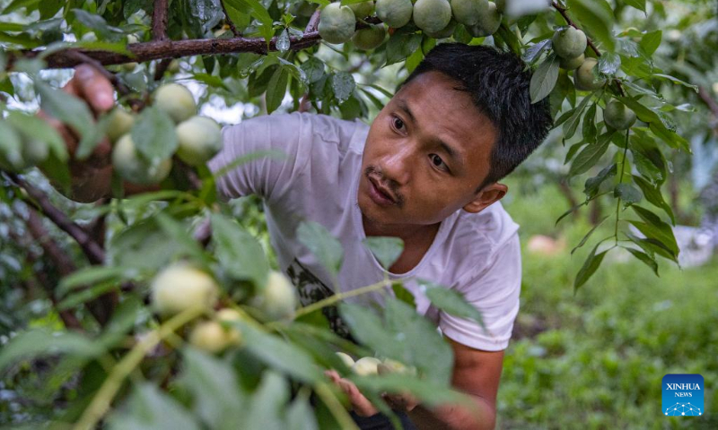 Villager Peng Bin picks plums at Ganyuan Village in Wushan County, southwest China's Chongqing, July 2, 2022. (Xinhua/Huang Wei)