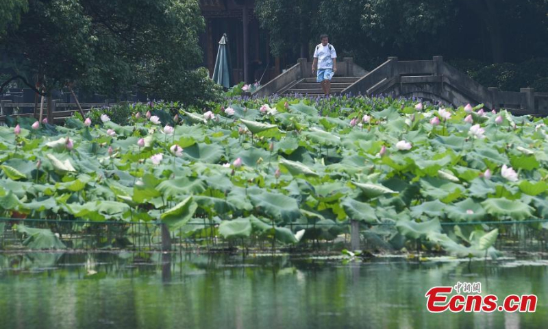 A wide range of lotus flowers are in full bloom in Quyuan Garder(Crooked Courtyard), a scenic spot on the edge of West Lake in Hangzhou, east China's Zhejiang Province. (Photo: China News Service/Wang Gang)