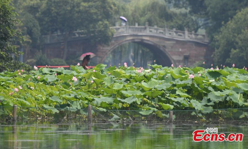 A wide range of lotus flowers are in full bloom in Quyuan Garder(Crooked Courtyard), a scenic spot on the edge of West Lake in Hangzhou, east China's Zhejiang Province. (Photo: China News Service/Wang Gang)