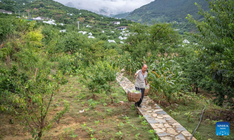 Villager Zhang Xingqian carries freshly-picked plums at Ganyuan Village in Wushan County, southwest China's Chongqing, July 2, 2022. (Xinhua/Huang Wei)