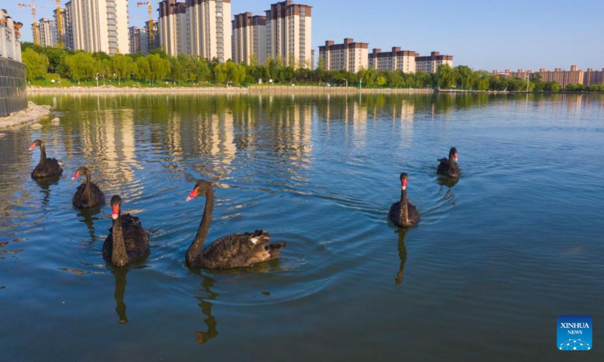 Black swans swim at Jiulong Wetland Park in Heyang County, northwest China's Shaanxi Province, July 8, 2022. Heyang County has made efforts in promoting ecological protection in recent years, with forest area reaching 775,000 mu (about 51,667 hectares) so far. Photo:Xinhua