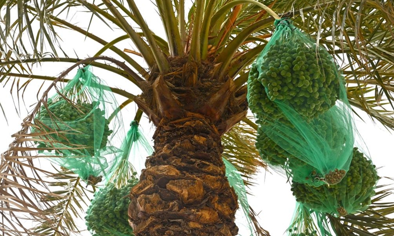 Photo taken on July 2, 2022 shows dates hanging on a tree in Kuwait City, Kuwait.Photo:Xinhua