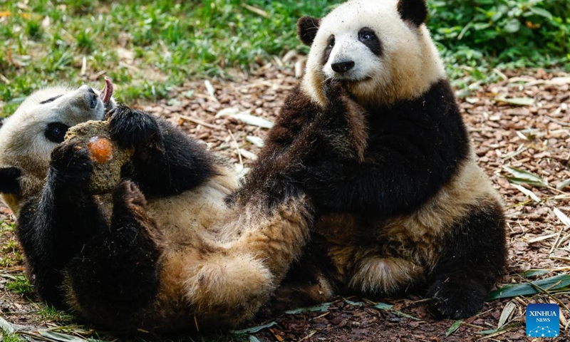 Giant panda twins He Hua (R) and He Ye enjoy a special birthday cake at the China Conservation and Research Center for the Giant Panda in Chengdu, southwest China's Sichuan Province, July 4, 2022. Sister and brother panda twins He Hua and He Ye celebrated their second birthday in Chengdu on Monday.(Photo: Xinhua)