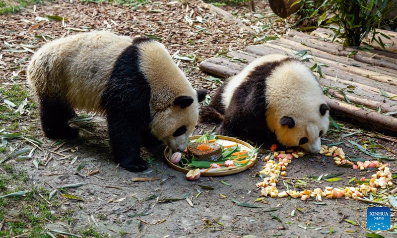 Giant panda twins He Hua (R) and He Ye enjoy a special birthday cake at the China Conservation and Research Center for the Giant Panda in Chengdu, southwest China's Sichuan Province, July 4, 2022. Sister and brother panda twins He Hua and He Ye celebrated their second birthday in Chengdu on Monday.(Photo: Xinhua)