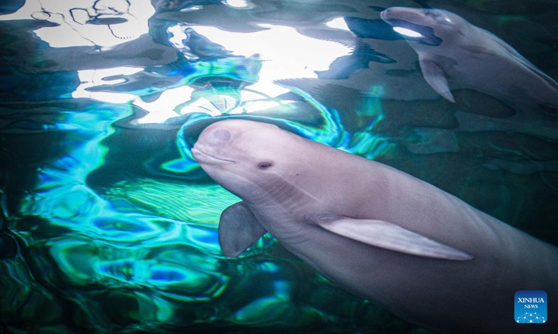 Yangtze finless porpoise F9C22 swims with its mother in the water at the Institute of Hydrobiology (IHB) of Chinese Academy of Sciences in Wuhan, central China's Hubei Province, June 29, 2022. Yangtze finless porpoise Fujiu gave birth to a baby Yangtze finless porpoise numbered F9C22 at around 21:35 on June 27, marking an achievement in artificial breeding and reproduction of the species.(Photo: Xinhua)