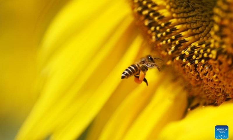 A bee collects sunflower pollen in Yulong County of Lijiang City, southwest China's Yunnan Province, July 2, 2022. Xiaoshu, or Lesser Heat, falls on July 7 this year, which means the beginning of hot summer.(Photo: Xinhua)