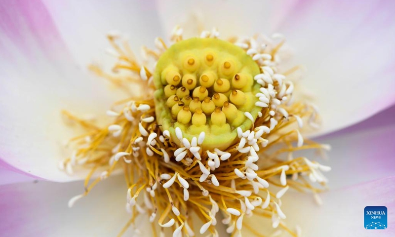 Photo taken on July 1, 2022 shows lotus seeds in Malanyu Township of Zunhua City, north China's Hebei Province. Xiaoshu, or Lesser Heat, falls on July 7 this year, which means the beginning of hot summer.(Photo: Xinhua)