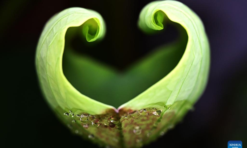 Lotus leaves are pictured at Longhu park in Handan City, north China's Hebei Province, June 30, 2022. Xiaoshu, or Lesser Heat, falls on July 7 this year, which means the beginning of hot summer.(Photo: Xinhua)