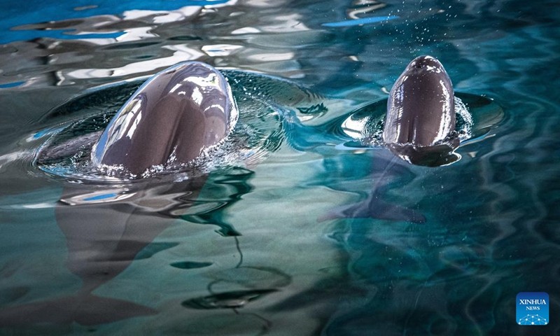 Yangtze finless porpoise F9C22 swims with its mother in the water at the Institute of Hydrobiology (IHB) of Chinese Academy of Sciences in Wuhan, central China's Hubei Province, June 29, 2022. Yangtze finless porpoise Fujiu gave birth to a baby Yangtze finless porpoise numbered F9C22 at around 21:35 on June 27, marking an achievement in artificial breeding and reproduction of the species.(Photo: Xinhua)