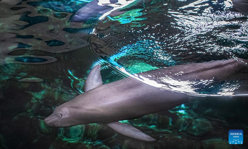 Yangtze finless porpoise F9C22 swims with its mother in the water at the Institute of Hydrobiology (IHB) of Chinese Academy of Sciences in Wuhan, central China's Hubei Province, June 29, 2022. Yangtze finless porpoise Fujiu gave birth to a baby Yangtze finless porpoise numbered F9C22 at around 21:35 on June 27, marking an achievement in artificial breeding and reproduction of the species.(Photo: Xinhua)