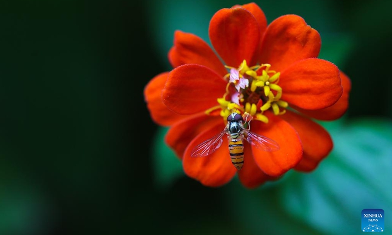 A bee gathers pollen in Danzhai County, Qiandongnan Miao and Dong Autonomous prefecture, southwest China's Guizhou Province, July 1, 2022. Xiaoshu, or Lesser Heat, falls on July 7 this year, which means the beginning of hot summer.(Photo: Xinhua)