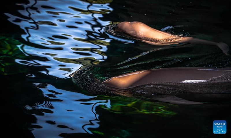 Yangtze finless porpoise F9C22 swims with its mother in the water at the Institute of Hydrobiology (IHB) of Chinese Academy of Sciences in Wuhan, central China's Hubei Province, June 29, 2022. Yangtze finless porpoise Fujiu gave birth to a baby Yangtze finless porpoise numbered F9C22 at around 21:35 on June 27, marking an achievement in artificial breeding and reproduction of the species.(Photo: Xinhua)