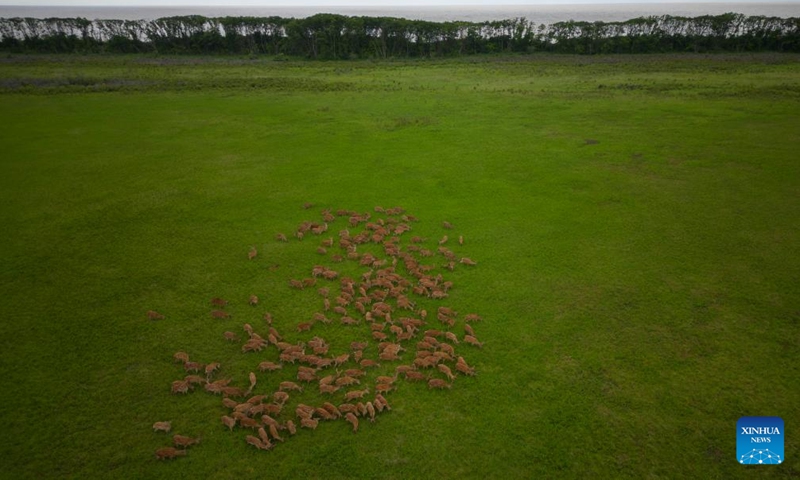 Aerial photo taken on July 9, 2022 shows a herd of sika deer foraging by Xingkai Lake at the Xingkai Lake National Nature Reserve in Jixi City of northeast China's Heilongjiang Province.Photo:Xinhua