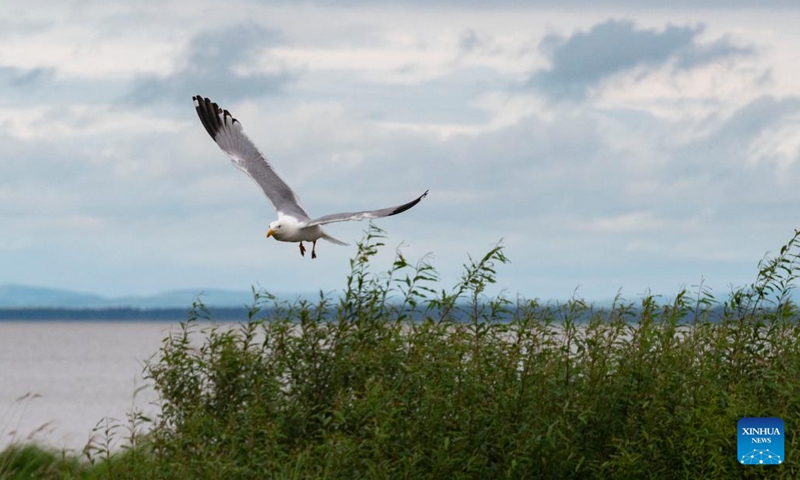 A bird flies over Xingkai Lake at the Xingkai Lake National Nature Reserve in Jixi City of northeast China's Heilongjiang Province, July 9, 2022.Photo:Xinhua