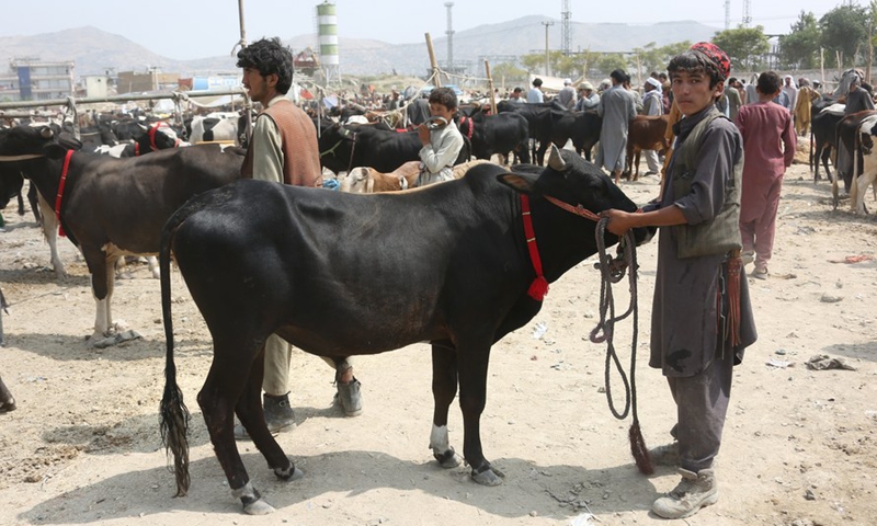 People are seen at a livestock market before Eid al-Adha in Kabul, Afghanistan, on July 7, 2022.Photo:Xinhua