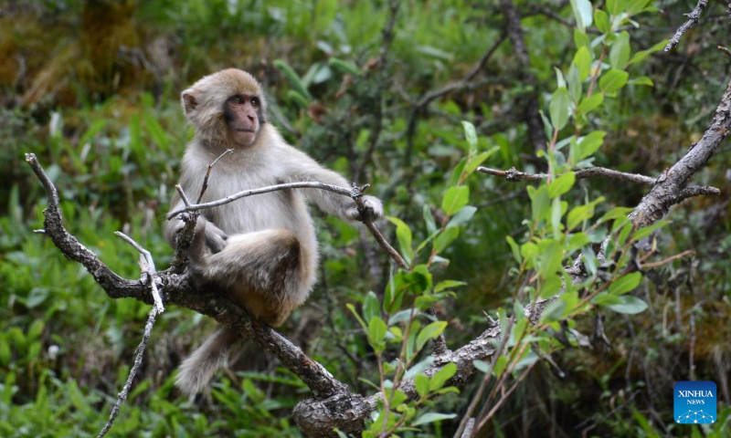 Photo taken on July 11, 2022 shows a Tibetan macaque in a forest farm in Baizha Township of Nangqian County, Yushu Tibetan Autonomous Prefecture, northwest China's Qinghai Province. (Xinhua/Liu Zexing)