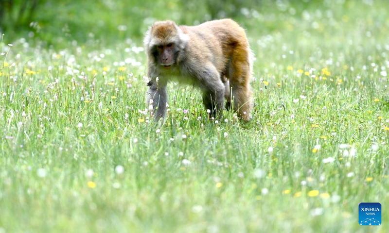 Photo taken on July 11, 2022 shows a Tibetan macaque in a forest farm in Baizha Township of Nangqian County, Yushu Tibetan Autonomous Prefecture, northwest China's Qinghai Province. (Xinhua/Fan Peishen)