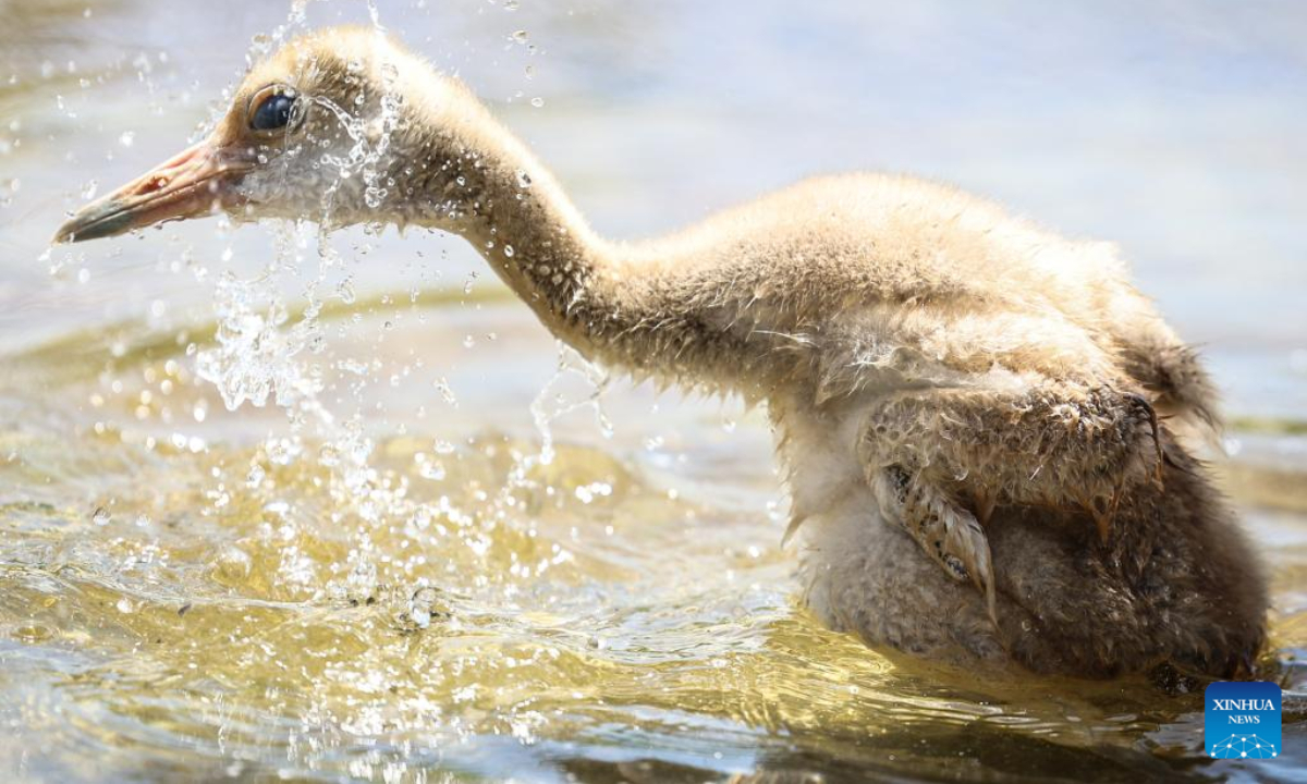 A baby red-crowned crane is pictured in a crane breeding and protection station under the Forestry and Wetland Protection Service Center in Panjin City, northeast China's Liaoning Province, July 14, 2022. Photo:Xinhua