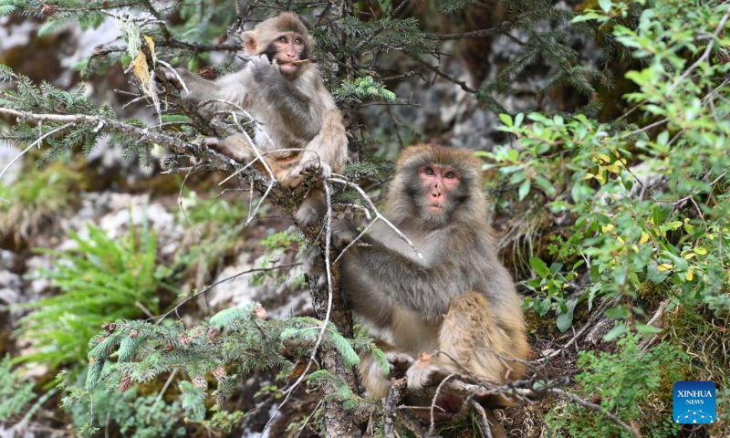 Photo taken on July 11, 2022 shows Tibetan macaques in a forest farm in Baizha Township of Nangqian County, Yushu Tibetan Autonomous Prefecture, northwest China's Qinghai Province. (Xinhua/Fan Peishen)