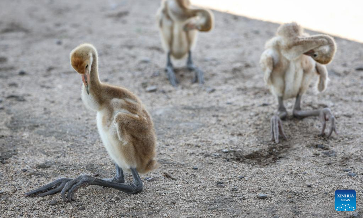 Baby red-crowned cranes are pictured in a crane breeding and protection station under the Forestry and Wetland Protection Service Center in Panjin City, northeast China's Liaoning Province, July 14, 2022. Photo:Xinhua