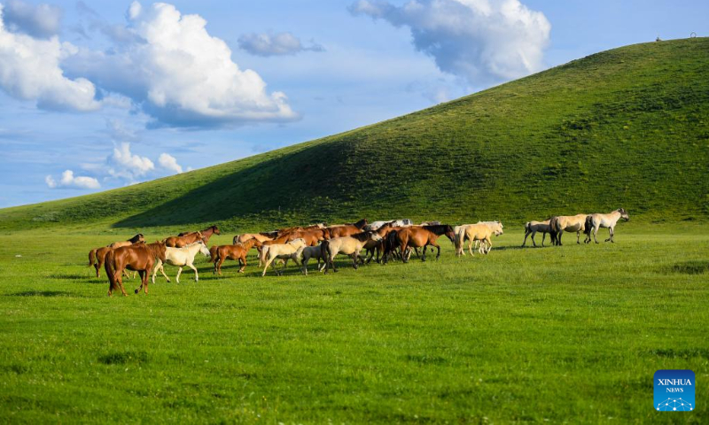 A herd of horses forage on the grassland in West Ujimqin Banner of Xilingol League, north China's Inner Mongolia Autonomous Region, July 19, 2022. (Xinhua/Peng Yuan)