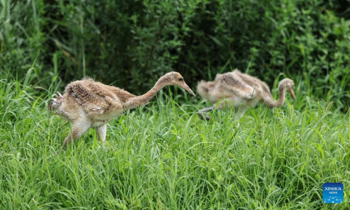 Baby red-crowned cranes are pictured in a crane breeding and protection station under the Forestry and Wetland Protection Service Center in Panjin City, northeast China's Liaoning Province, July 13, 2022. Photo:Xinhua