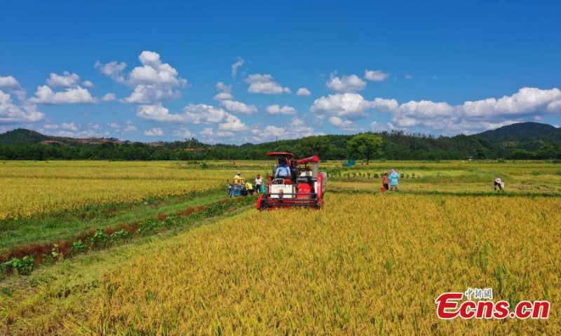 2022年7月10日，在中国东部江西省吉安市太和县，一名村民在收割早稻。江西农民期待今年水稻大丰收。  （图片：中新社/邓和平）