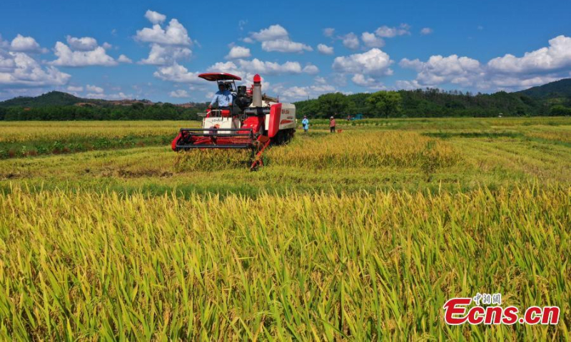 A villager operates a reaper to harvest early rice in Taihe county of Ji'an city, east China's Jiangxi Province, July 10, 2022. Jiangxi farmers expect a bumper harvest of rice this year. (Photo: China News Service/Deng Heping)