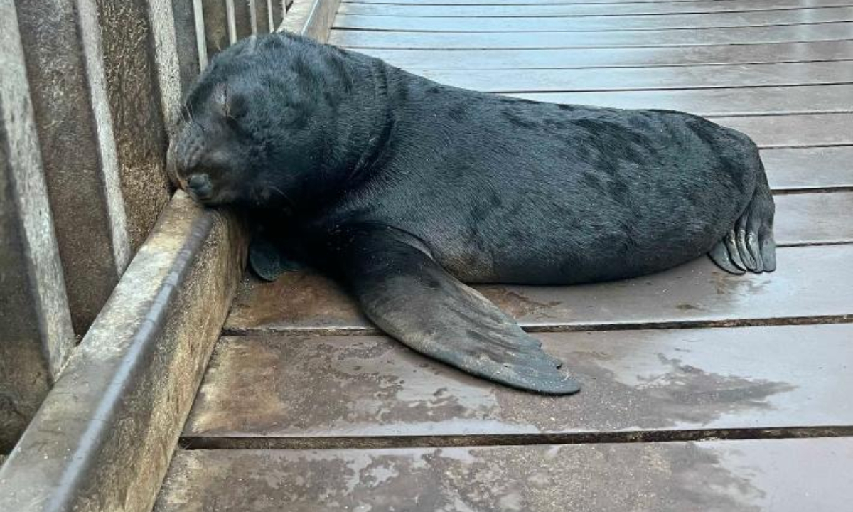 A rescued seal rests at Walvis Bay, Namibia, on June 26, 2022. Ocean Conservation Namibia (OCN) said it rescued 272 seals in the first six months this year along the country's coastline. Photo:Xinhua