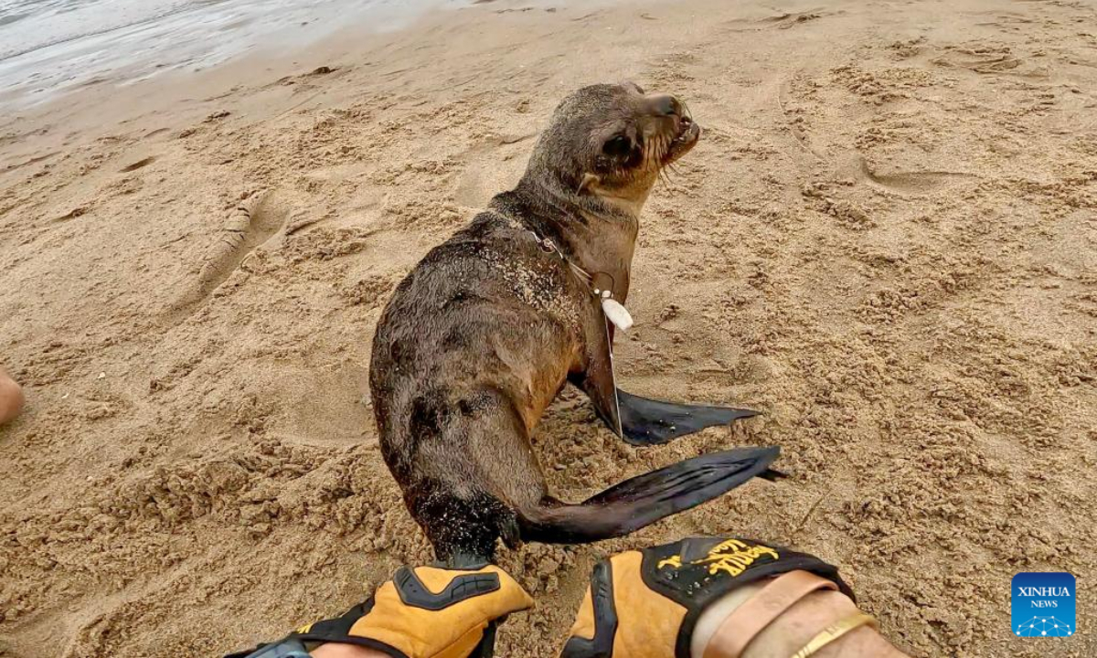 A seal entangled in a discarded fishing net is removed by founder of Ocean Conservation Namibia (OCN) Naude Dreyer at Walvis Bay, Namibia, on June 26, 2022. Ocean Conservation Namibia (OCN) said it rescued 272 seals in the first six months this year along the country's coastline. Photo:Xinhua